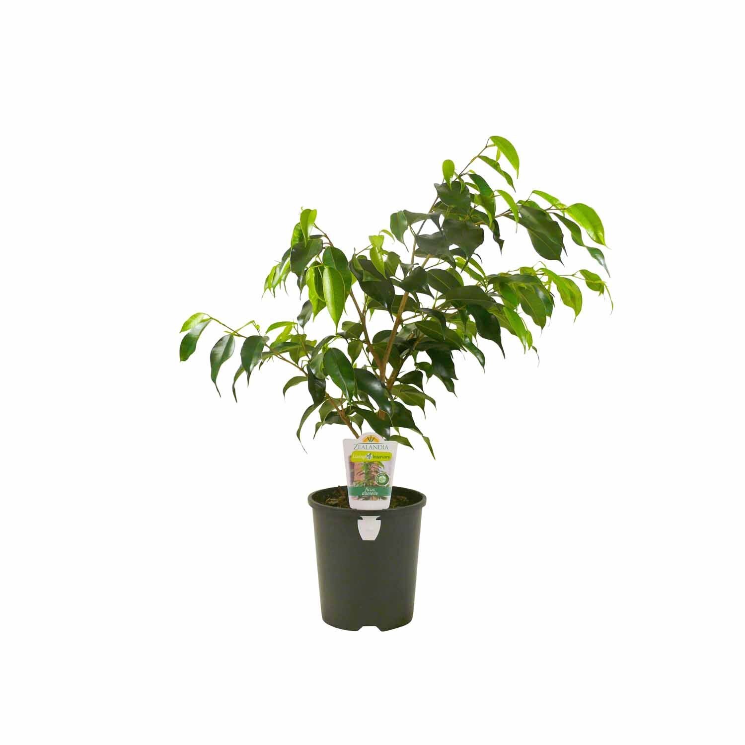 Ficus Danielle | Indoor Foliage Plants