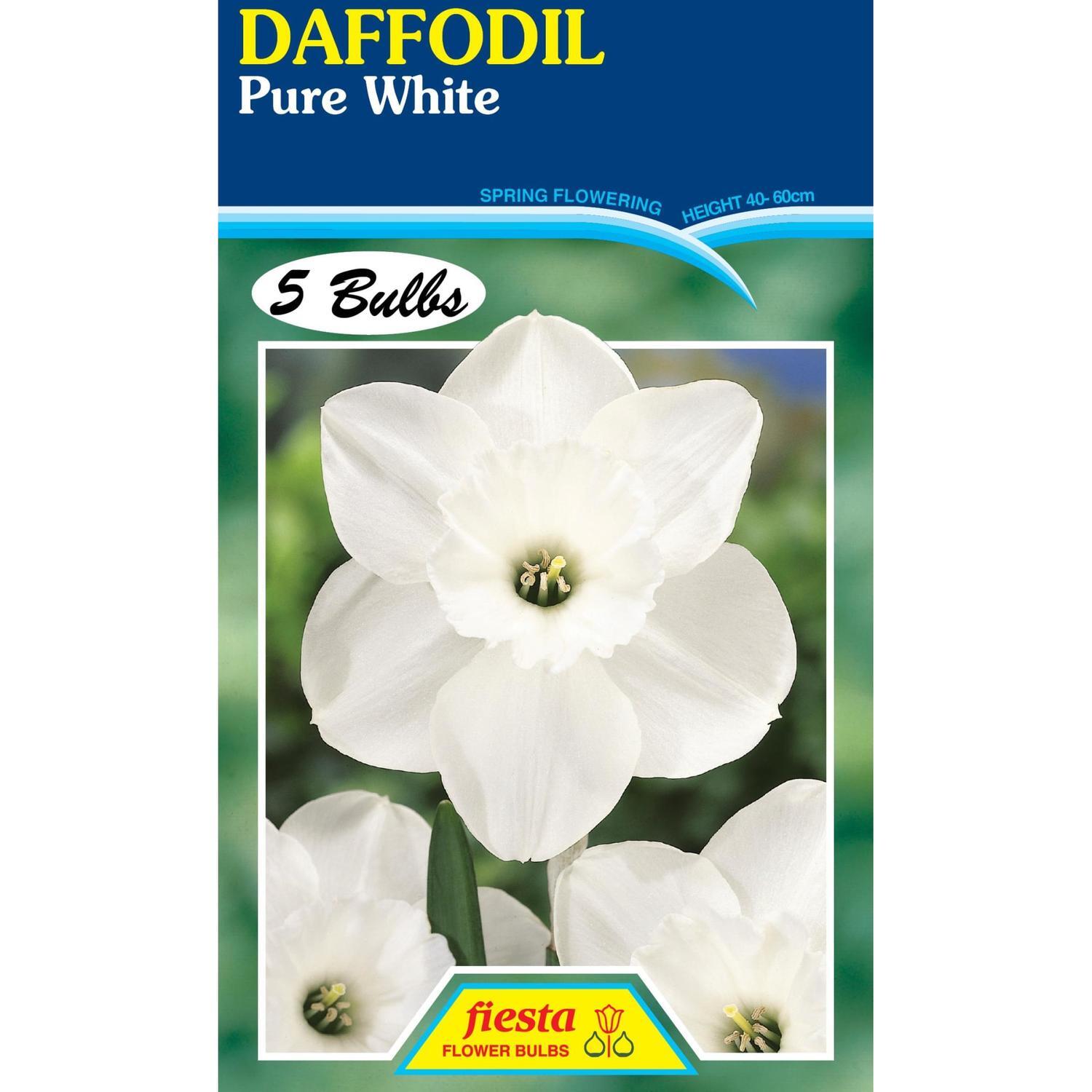 Fiesta | Daffodil Pure White 5 Pack | Mitre10