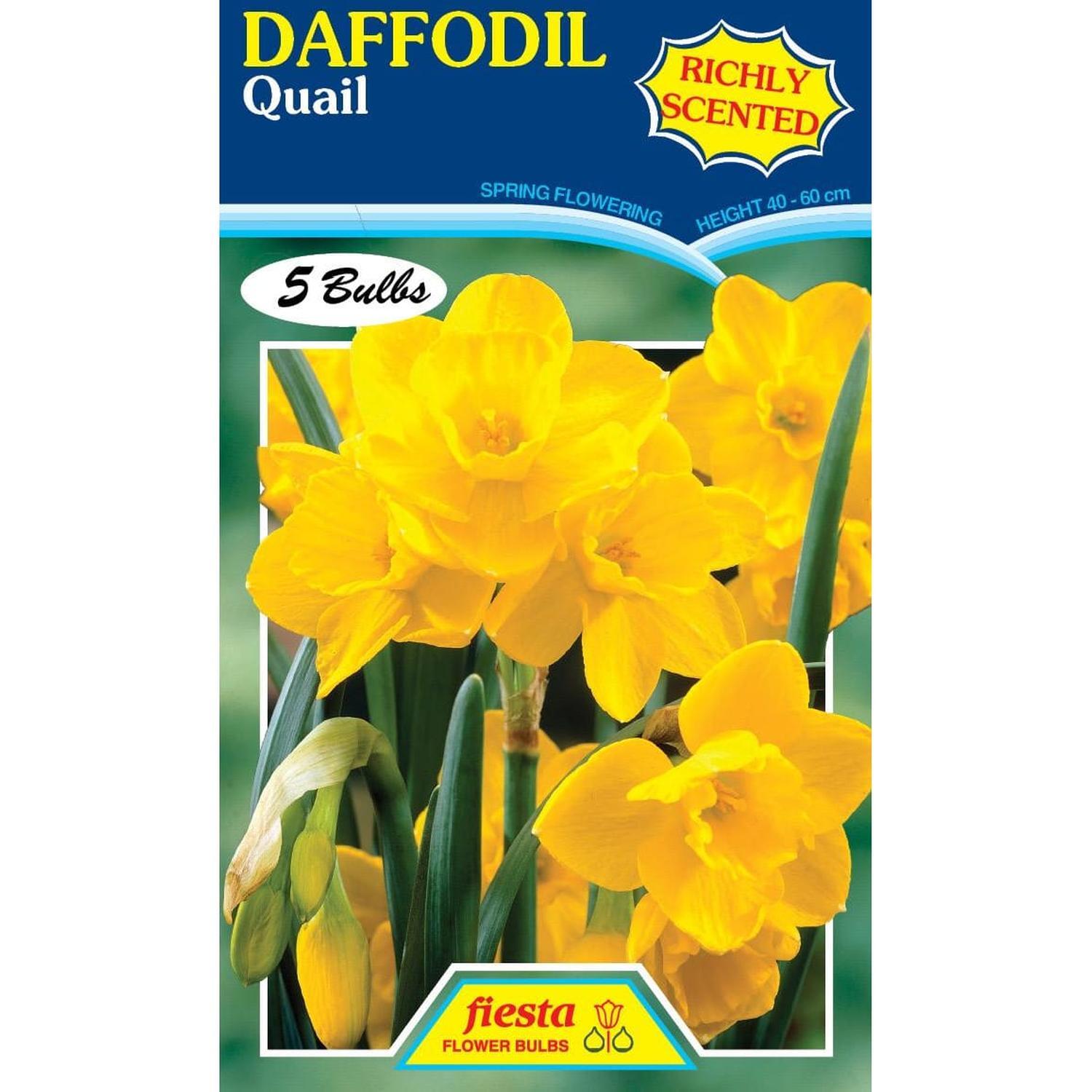 Fiesta | Daffodil Tazetta Quail 5 Pack | Mitre10